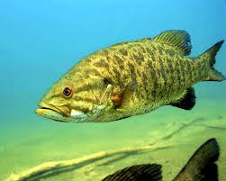 Image result for Micropterus