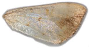 Attēlu rezultāti vaicājumam “Evergestis extimalis”