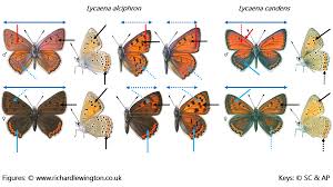 Attēlu rezultāti vaicājumam “Lycaena alciphron”
