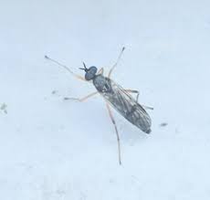 Attēlu rezultāti vaicājumam “Xylophagidae”