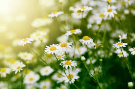Attēlu rezultāti vaicājumam “Matricaria chamomilla flower”