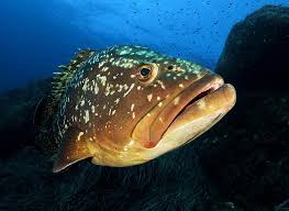 Image result for Epinephelus marginatus