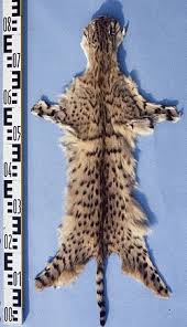 Attēlu rezultāti vaicājumam “Felis silvestris catus adult”