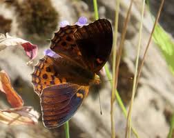 Attēlu rezultāti vaicājumam “Argynnis adippe”