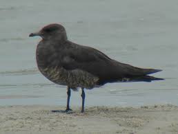 Attēlu rezultāti vaicājumam “Stercorarius parasiticus adult”