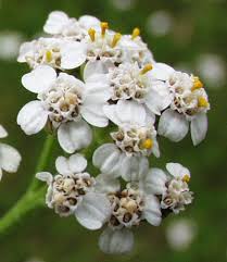 Attēlu rezultāti vaicājumam “Achillea millefolium flower”