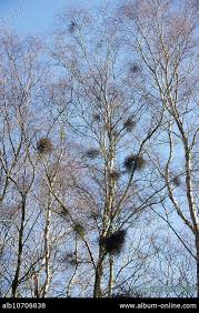 Attēlu rezultāti vaicājumam “Taphrina betulina”