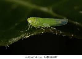 Attēlu rezultāti vaicājumam “Empoasca sp.”