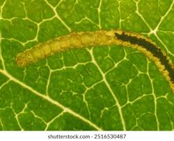 Attēlu rezultāti vaicājumam “Lyonetia clerkella”