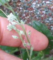 Attēlu rezultāti vaicājumam “Myosotis micrantha”