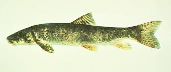 Image result for Catostomus commersonii