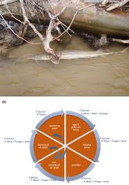 Image result for Scaphirhynchus platorynchus