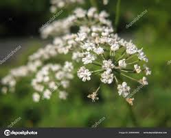 Attēlu rezultāti vaicājumam “Cicuta virosa”