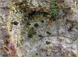 Attēlu rezultāti vaicājumam “Chaenotheca trichialis”