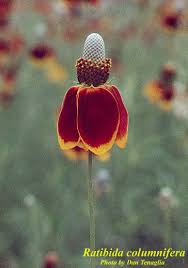 Image result for Ratibida columnifera