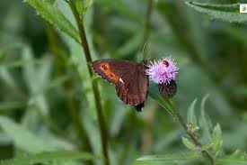 Attēlu rezultāti vaicājumam “Erebia ligea upperside”