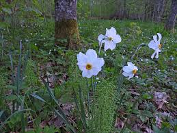 Attēlu rezultāti vaicājumam “Oenothera rubricauli”