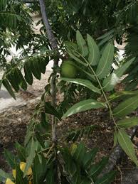 Attēlu rezultāti vaicājumam “Juglans”