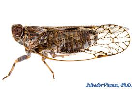 Attēlu rezultāti vaicājumam “Cixiidae”