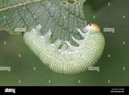 Attēlu rezultāti vaicājumam “Trichiosoma larva”