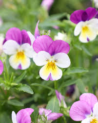 Image result for Hornveilchen