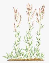 Attēlu rezultāti vaicājumam “Rumex acetosella flower”