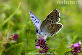 Attēlu rezultāti vaicājumam “Phengaris arion”