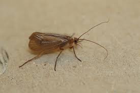 Attēlu rezultāti vaicājumam “Chaetopteryx villosa”