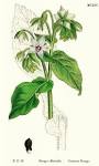 <b>Boraginaceae</b> Juss.