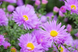 Image result for Aster novi-belgii
