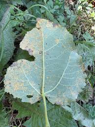 Attēlu rezultāti vaicājumam “Melampsora magnusiana”