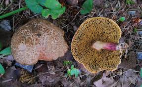 Attēlu rezultāti vaicājumam “Xerocomus chrysenteron”