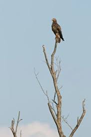 Attēlu rezultāti vaicājumam “Aquila pomarina adult”