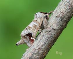 Attēlu rezultāti vaicājumam “Notodontidae”