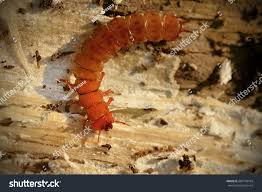 Attēlu rezultāti vaicājumam “Cucujus cinnaberinus”