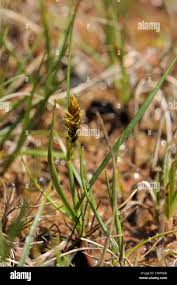 Attēlu rezultāti vaicājumam “Blysmus compressus leaf”