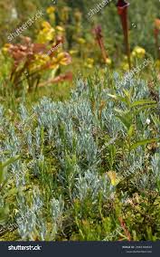 Attēlu rezultāti vaicājumam “Andromeda polifolia leaf”