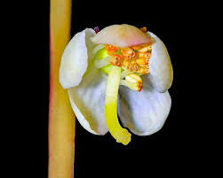 Attēlu rezultāti vaicājumam “Pyrola minor bud”