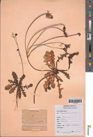 Attēlu rezultāti vaicājumam “Hypochaeris radicata bud”