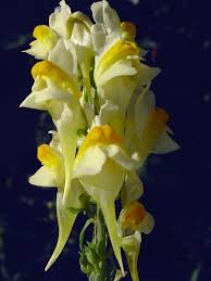 Attēlu rezultāti vaicājumam “Linaria vulgaris flower”