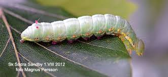 Attēlu rezultāti vaicājumam “Ptilodon capucina imago”