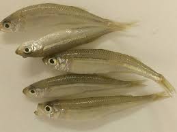 Image result for Osmerus eperlanus