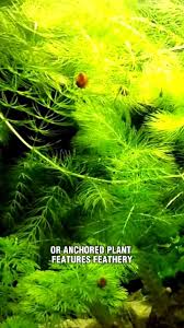 Attēlu rezultāti vaicājumam “Ceratophyllum demersum leaf”