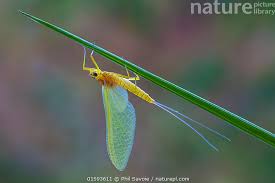 Attēlu rezultāti vaicājumam “Heptagenia sulphurea”