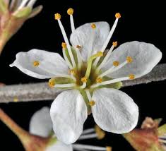 Attēlu rezultāti vaicājumam “Prunus spinosa”