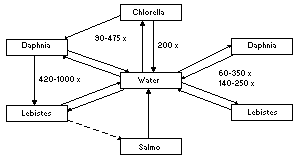 Attēlu rezultāti vaicājumam “Cinclidotus danubicus cells”