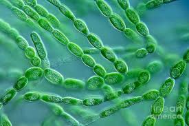 Attēlu rezultāti vaicājumam “Batrachospermum moniliforme”