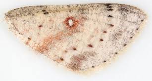Attēlu rezultāti vaicājumam “Cyclophora albipunctata”