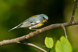 Image result for Parula americana