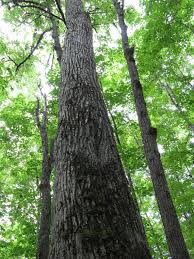 Attēlu rezultāti vaicājumam “Tilia americana”